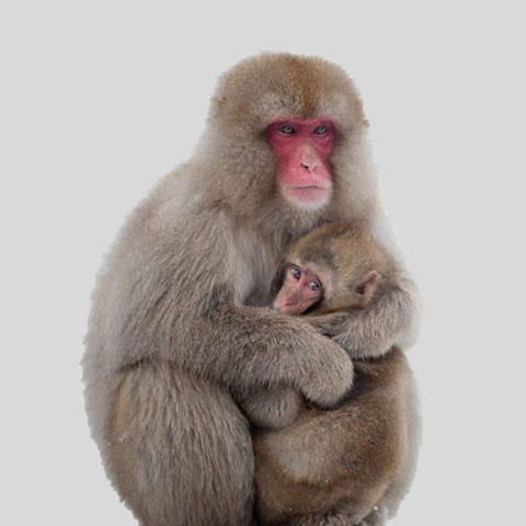 A baboon cuddling her child.