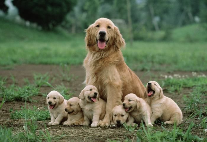 A dog posing with its puppies | My father is a disgrace to other fathers