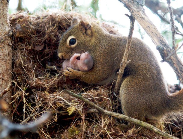 A female red squirrel carrying its baby