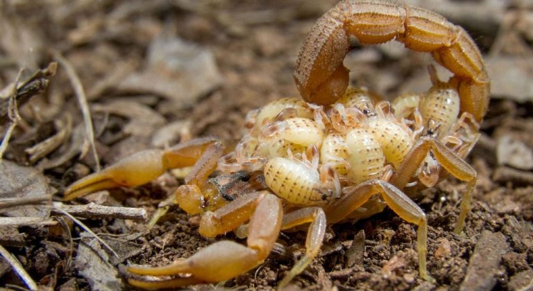 A scorpion carrying its babies on its back