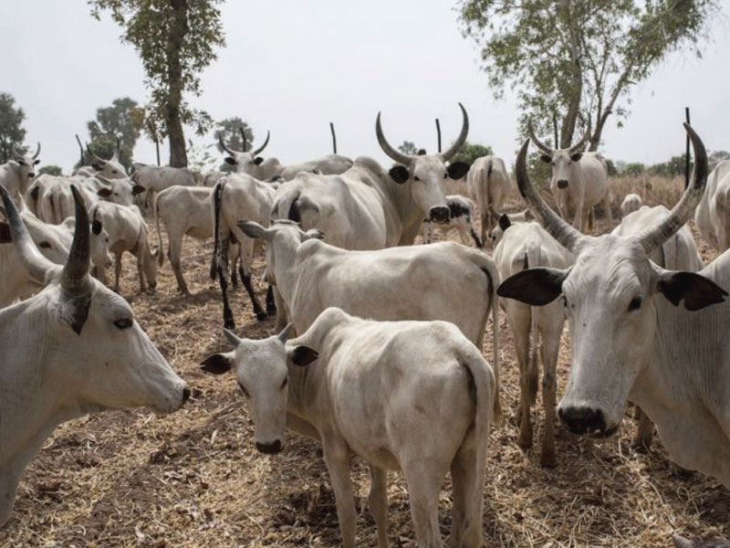 cattle on display for sale